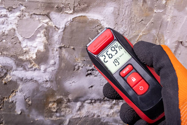 Best Preventive Mold Services in Bradley, IL