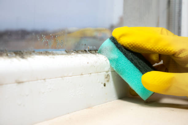 Best Attic Mold Remediation in Bradley, IL