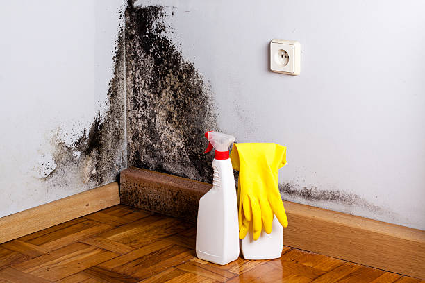 Trusted Bradley, IL Mold Remediation Experts