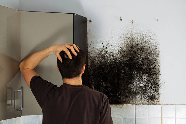 Best Crawl Space Mold Remediation in Bradley, IL